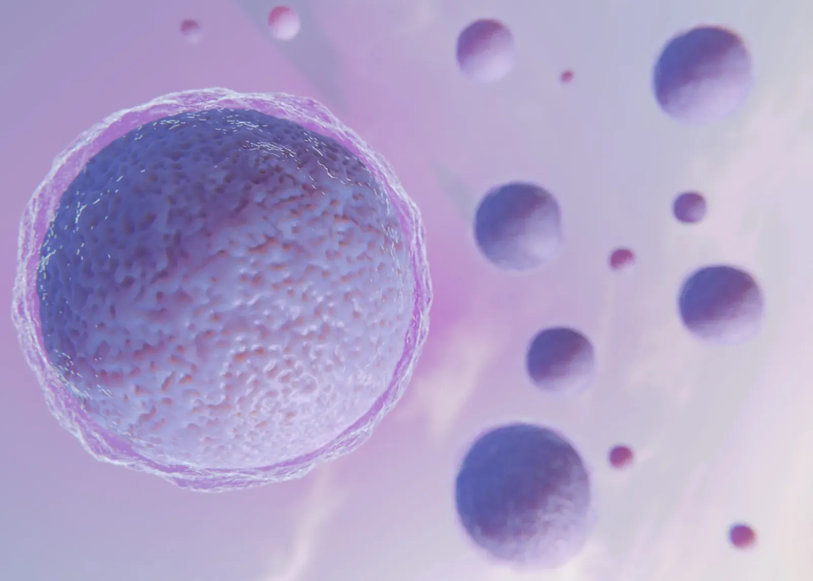 Representación de células madre mesenquimales, protagonistas del tratamiento regenerativo de la artrosis de rodilla